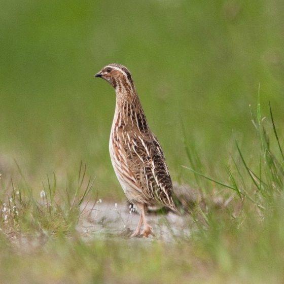 Quail BTO British Trust for Ornithology